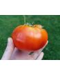 Tomato 'North Queen' AKA 'Severnaya Koroleva' 