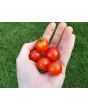 Tomato 'Peacevine Cherry'