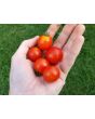 Tomato 'Peacevine Cherry'