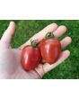 Tomato 'Chocolate Molar Cherry' 