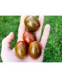 Tomato 'Chocolate Sprinkles F2' Seeds