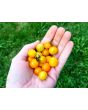 Tomato 'Gold Currant' 