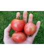 Tomato 'Jolly F2'