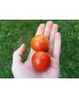 Tomato 'Chadwick's Cherry' AKA 'Camp Joy' 