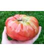 Tomato 'Brandywine'