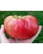 Tomato 'Brandywine'