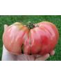 Tomato 'Brandywine'