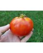 Tomato 'Break O' Day'