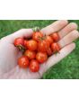 Tomato 'Candyland Red F2' Seeds
