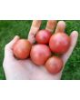 Tomato 'Napa Rose Blush'