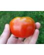 Tomato 'Bloody Butcher'