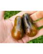 Tomato 'Black Keyes' 