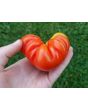 Tomato 'Costoluto Genovese'
