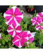 Petunia, Purple and White Striped Seeds (Certified Organic)