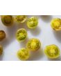 Tomato 'Blue Cream Berries' 