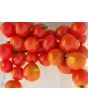 Tomato 'Scarlet Gem' 