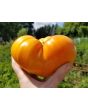 Tomato 'Dr. Wyche's Yellow'