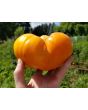 Tomato 'Dr. Wyche's Yellow'