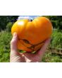 Tomato 'Dr. Wyche's Yellow'