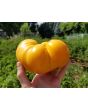 Tomato 'Dr. Wyche's Yellow'