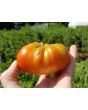 Tomato 'El Nano'
