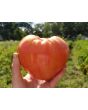 Tomato 'Orlinyi Klyuv' AKA 'Eagle’s Beak' 