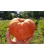 Tomato 'Orlinyi Klyuv' AKA 'Eagle’s Beak' 
