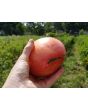 Tomato 'Orlinyi Klyuv' AKA 'Eagle’s Beak' 