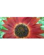 Sunflower 'Indian Blanket' Seeds (Certified Organic)