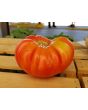Tomato 'Mystery Weirdo'