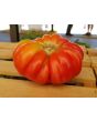 Tomato 'Mystery Weirdo'