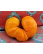 Tomato 'Goldie' 
