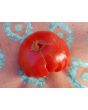 Tomato 'Mystery Weirdo'