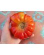 Tomato 'Mystery Weirdo'