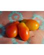 Tomato 'Martino's Roma' 