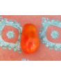 Tomato 'Chico III' Seeds (Certified Organic) 