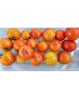 Tomato 'Manitoba'