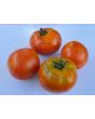 Tomato 'North Queen' AKA 'Severnaya Koroleva' 