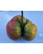 Tomato 'Cherokee Carbon' (Heirloom Marriage)