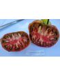 Tomato 'Cherokee Carbon' (Heirloom Marriage)