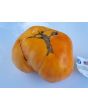 Tomato 'Dr. Wyche's Yellow'