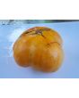 Tomato 'Dr. Wyche's Yellow'