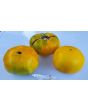 Tomato 'Pilcer Vesy'