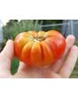 Tomato 'El Nano'