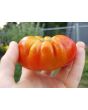 Tomato 'El Nano'