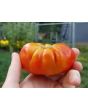 Tomato 'El Nano'