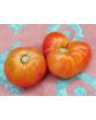 Tomato 'Sandul Moldovan'