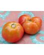 Tomato 'Sandul Moldovan'