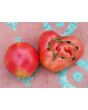 Tomato 'Sandul Moldovan'