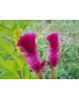 Cockscomb, Pink and White Mix Seeds (Certified Organic)